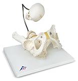 3B Scientific Childbirth Demonstration