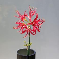 XIZHI 5 Stems Artificial Spider Lily Flowers 23.6