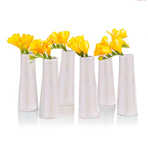 Amazon Com Chive Set Of 6 Galaxy 1 5 In Wide 5 5 Tall Small