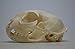 Real Bone Bobcat Skull.
