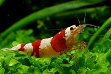 Garnelen Tom Red Bee Prl Bienengarnele Dnz 10 Stuck Amazon De