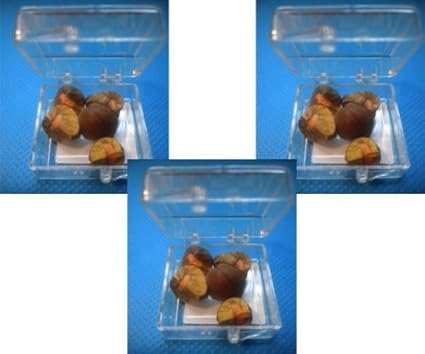 magic jumping beans toy