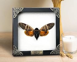 Real Framed Cicada Beetle Butterfly Shadow Box