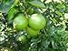 12 Tropical Green Lime Seeds Fruit Heirloom