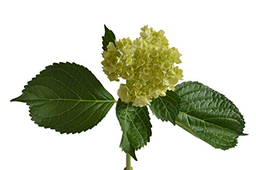 Farm2Door: 25 Stems of Select Mini Green Hydrangeas from Colombia - Farm Direct Wholesale Fresh Flowers