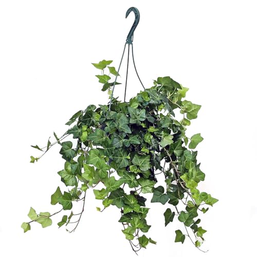 American Plant Exchange English Ivy – 8-Inch Hanging Basket – Live Easy Care Vi…