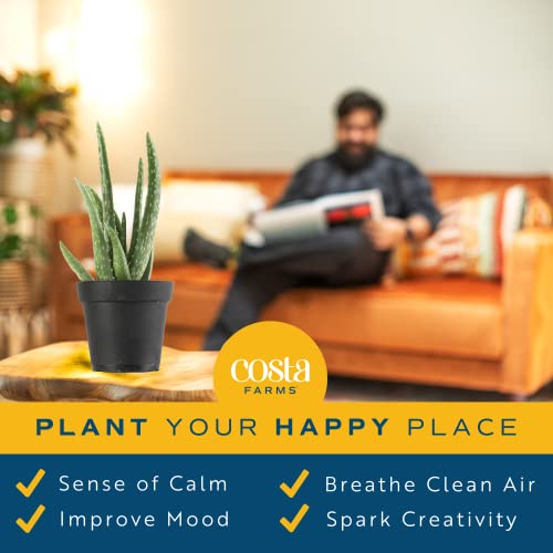 Costa Farms Aloe Vera (2 Pack), Live Succulent Plant, Easy Care Indoor