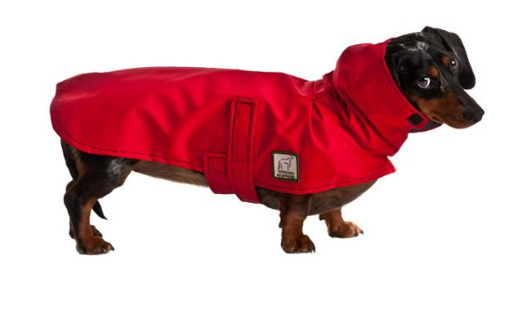 mini dachshund raincoat