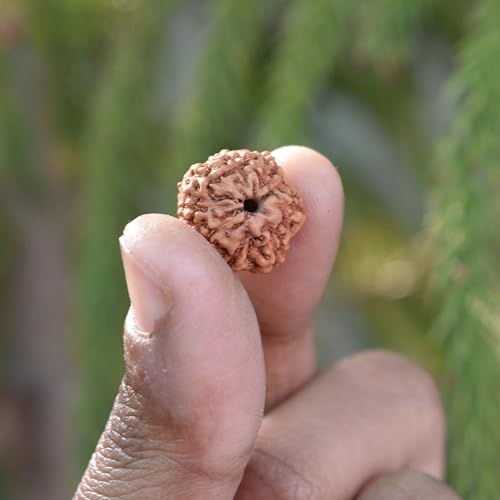 8 Mukhi Rudraksha Eight Face Rudraksh Eight Mukhi Natural Rudraksha Nepal bead - Lord Shiva - Meditation - Chanting Nepal Bead Lab Certified, Showing as image