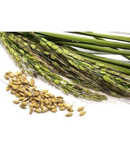 Amazon.com : Rice Plant 200 Plus Seeds Organic : Vegetable Plants : Patio,  Lawn & Garden