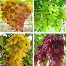 Creative Farmer Fruit Seeds Green Grape Plant Seeds Mixed Fruit Seeds For Garden Kitchen Garden Fruit Seeds Pack