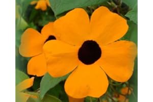 SVI Black Eyed Susan Vine 30 Seeds Thunbergia