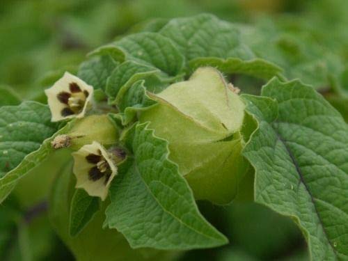 50 seeds Ground Cherry aka Strawberry Husk Tomato Physalis Pruinosa Tomatillo