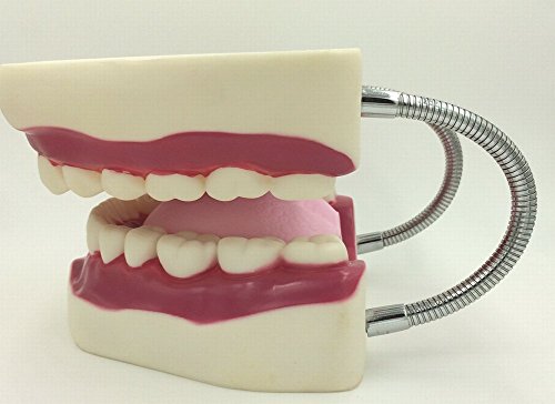 Dental Tooth Oral Care Model Large Movable Practice Learning Infant Toothpaste - Thumbnail 4