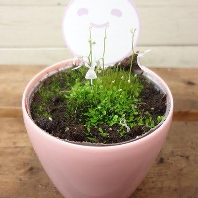 Amazon 観葉植物 食虫植物 ウサギゴケ 観葉植物 オンライン通販