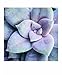 Succulent Garden Notecards: 20 Different Cards and Envelopes (Blank Nature Cards, Botanical Cards)