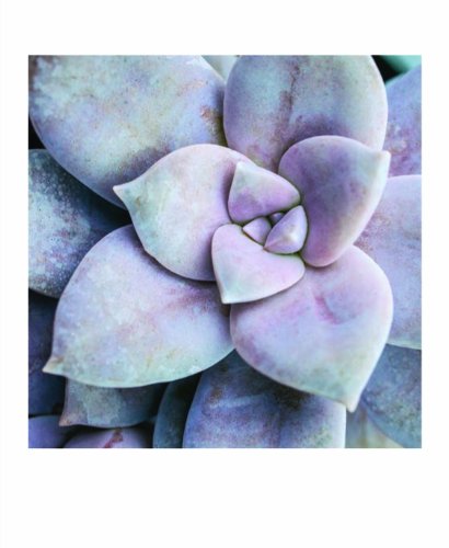 Succulent Garden Notecards: 20 Different Cards and Envelopes (Blank Nature Cards, Botanical Cards)
