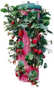Strawberry planter Upside down - As seen on TV