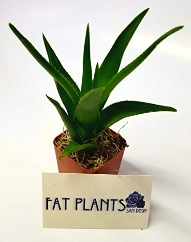 Fat Plants San Diego Succulent Plants (20) - Thumbnail 5