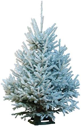 Hallmark Real Christmas Tree, Black Hills Spruce, Sno Tip, 3 Foot To 4 Foot, Stand Included