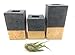 Square Concrete Succulent Planters/Air Plant Holder/Vase. (set of 3) CARBON & GOLD. Cement Succulent pots. Modern Planter set.