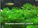 Promotion!!! 500 Seeds Mixed Aquarium Fish Tank Grass Seeds Water Aquatic Plant Seed