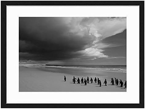 Tcrying Penguin on Beach - Art Print Wall Black Wood Grain Wall Art Picture 20x14 Inches Framed
