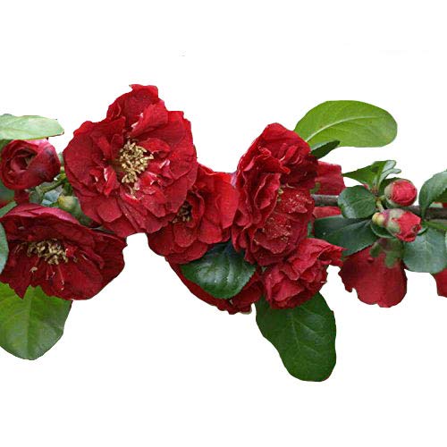 Red Dragons Blood Double Flowering Quince - Chaenomeles - Hardy - Perennial - 4" Potted - Healthy - 3 Plants by Growers Solution