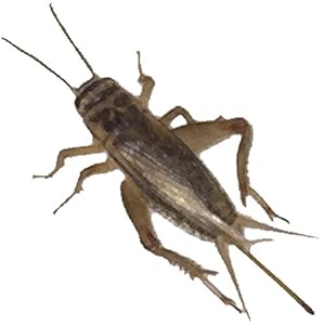 Buyfeedercrickets 500 Live Large Good Quality Crickets Pets