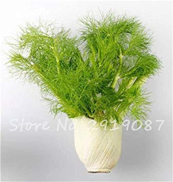 ASTONISH Seeds: 14: 100Pcs EU Fragrant Bulb Fennel Seeds Organic Vegetable Cooking SPS Anise Flavor Use in Soups, Salads, Stir-Fries 14 - Thumbnail 4