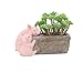 Youfui Pig Decor Pot Cute Piggy Succulent Planter Home Desk Office Fairy Garden Decoration Pig Gifts Ideal Gifts for Women, Mom or Birthday Christmas Pig Lovers Gift
