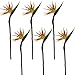 Lily Garden Pack of 6 Bird of Paradise Spray Natural (Orange, 22.5 Inch)