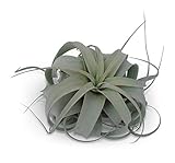 Tillandsia Xerographica Air Plants CTS Air Plants