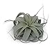 Tillandsia Xerographica Air Plants CTS Air Plants primary