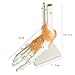 tinsay Human Foot Ankle Joint Model with Ligament Foot Skeleton Model with Ligament Foot Joint Anatomical Teaching Model Life Size