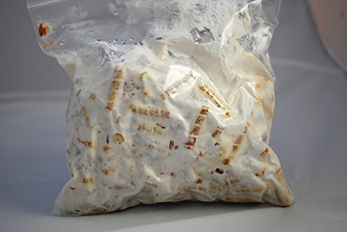 100 Wooden PLUGS to grow Reishi mushrooms