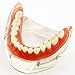 Dental Teaching Model Overdenture Inferior with 4 Implants Demo #6003