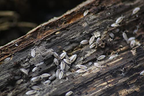 Kimchi The Goat Isopods, Dwarf Whites