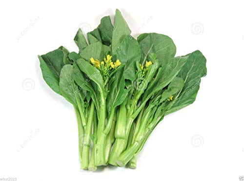 PlenTree 300 Seeds Asian Vegetables »Flowering Brassica »Yu Choy Sum Seeds - (Late Variety) Organic