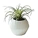 Small Faux Air Plant in Textured White Ceramic Planter - 6 x 6 Inches - Marmeda Decor Potted Artificial Tillandsia Plant in Etched, Lined Clay Pot - Global Modern Decor for Home or Office