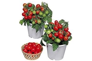 HARLEY SEEDS 30 Dwarf Red Robin Tomato Seeds, Heirloom Non-GMO, Sweet, Low Acid, Determinate, Open-Pollinated, Delicious, Solanum lycoperscium, from USA