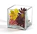 Vasefill 6-Pack Clear Square Glass Vase - Cube 4 Inch 4
