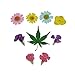 Real Dried Pressed Flowers,Assorted Colorful Natural Dried Flowers for Art Craft DIY Resin