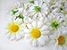 (24) Silk White Gerbera Daisy Flower Heads , Gerber Daisies 1.75