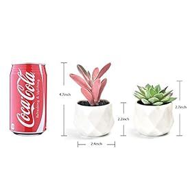 Artificial Succulent Plants Decor,4 Pieces of Various Fake Succulents in Mini White Ceramic Pots for Desk, Office… 41UOJ9KvQAL