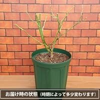 Amazon 大苗 バラ大苗 ボレロ 国産苗 大苗 6号鉢植え メイアン作出 花