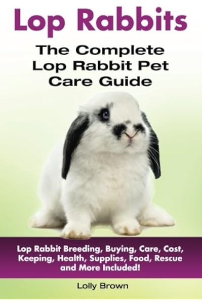 caring for a holland lop