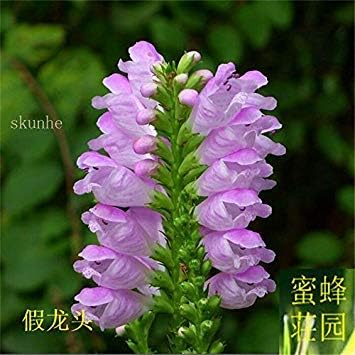 Amazon Co Jp 1 カプセルがく花ランダム草の種子ワタミの花のゴマの花の擬似 Farmerlyことで100種 約1大手種子 ホーム キッチン