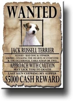 Amazon Com Jack Russell Terrier Wanted Fridge Magnet