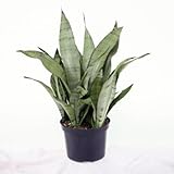 Moonshine Snake Plant -Sanseveria- Impossible to kill!
